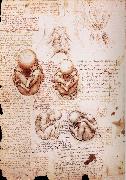 The Fotus in the Uterus, LEONARDO da Vinci
